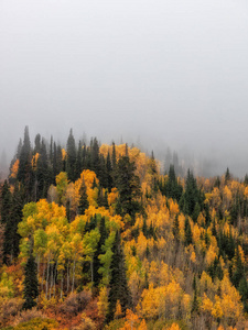 犹他州瓦萨奇山的秋色。