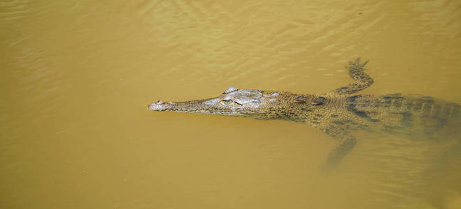 幼鳄鱼Crocodylusacutus在其栖息水域的野生巴拿马雨林河。年轻的巴拿马鳄鱼在栖息地水域。