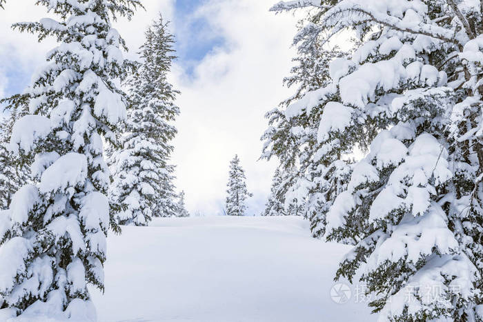白雪覆盖的松树冬天的风景