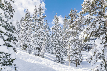 白雪覆盖的松树，冬天的风景