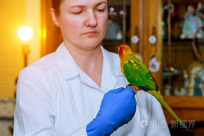 兽医的可爱女孩和她的鹦鹉兽医检查鹦鹉。