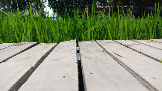 绿色稻田背景的天然木桥