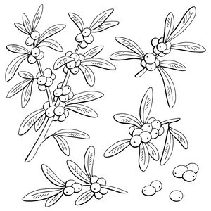 沙棘浆果图形分支黑白孤立素描插图照片