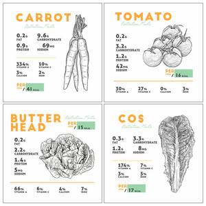 蔬菜的营养事实。 胡萝卜，西红柿和黄油头。 手绘草图矢量图