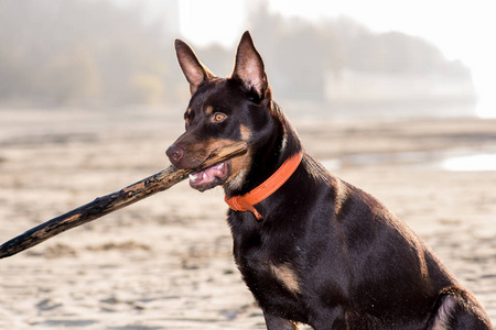 澳大利亚kelpie狗在河边的沙滩上奔跑玩耍照片