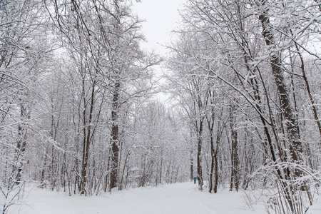 美丽的冬季森林景观树覆盖着雪