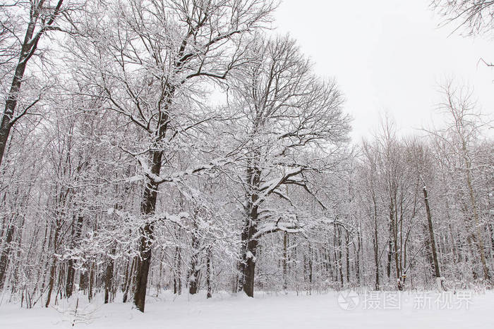 美丽的冬季森林景观树覆盖着雪