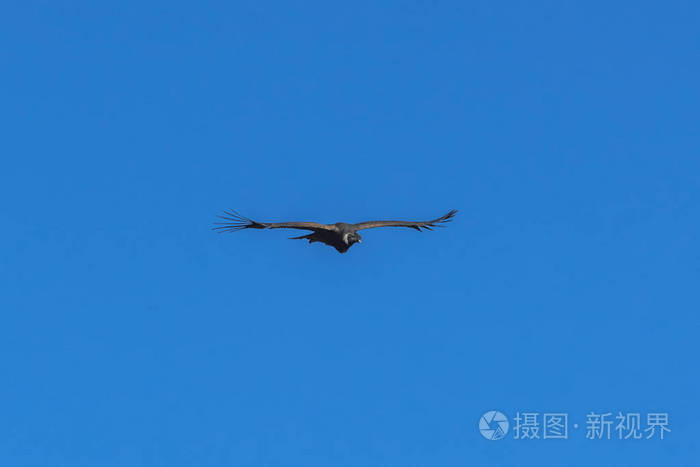 一个大秃鹰盘旋在一个深峡谷在上升的气流，这是加热感谢温暖的阳光清晨。