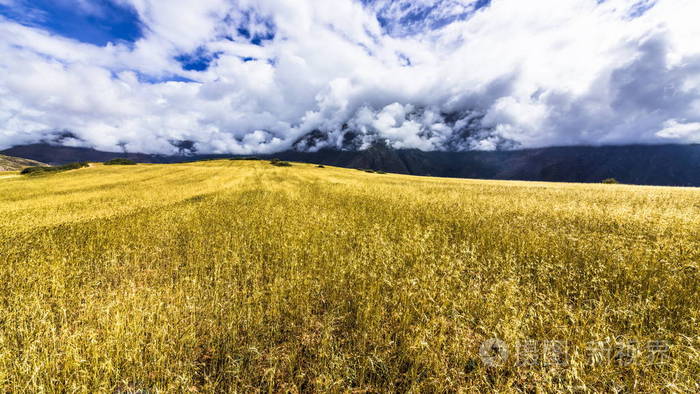 成熟小麦在安第斯山脉中心的高高原上被雪山山峰包围