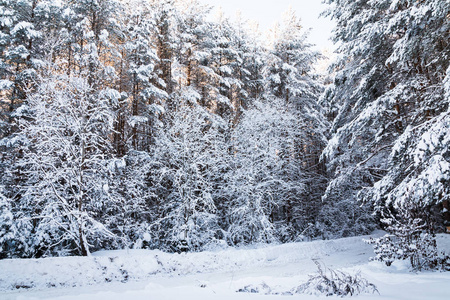 美丽的冬天风景，森林里满是树木覆盖着雪。 俄罗斯在寒冷的日子里