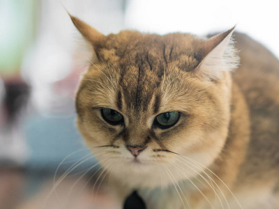 棕色猫高兴地坐在房间的地板上。