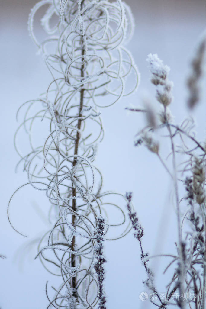 霜冻中的冻草