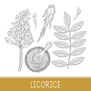 茯苓花甘草.根, 花, 叶, 篮子, 勺子, 粉末.在白色背景上.素描.单色.