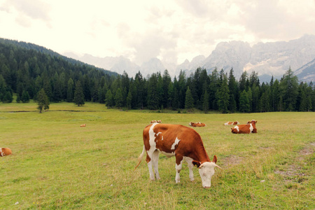 红牛在阿尔卑斯山的绿色草地上放牧