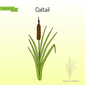 猫科植物, 湿地植物