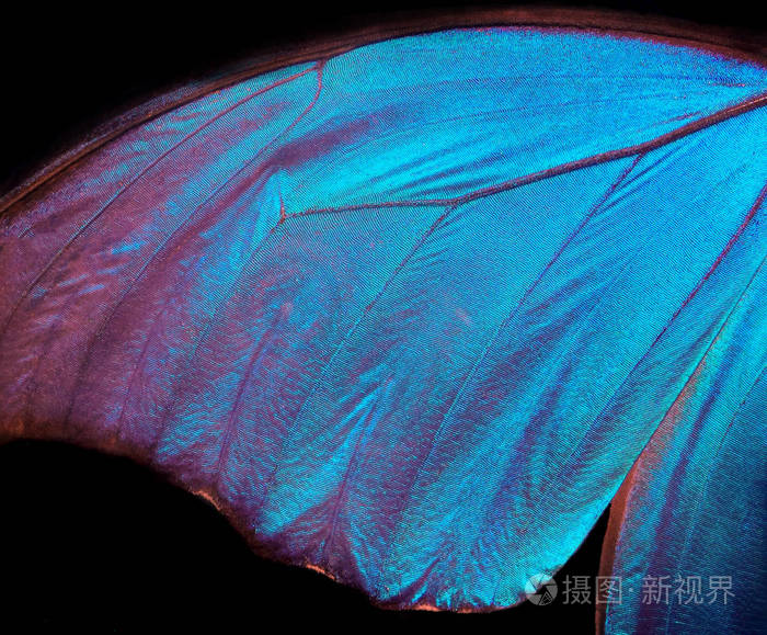 变形蝴蝶翅膀的细节. 蝴蝶的翅膀变形纹理背景.照片-正版商用图片14uy