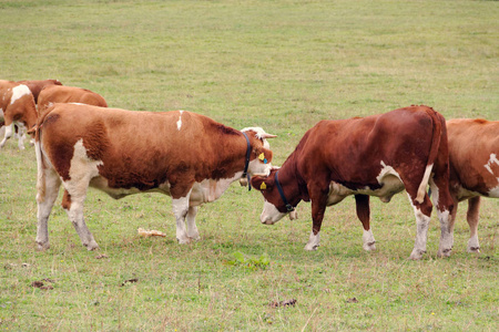 红牛在阿尔卑斯山的绿色草地上放牧