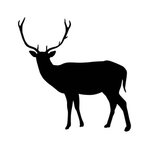 白色背景矢量中分离出角轮廓的鹿