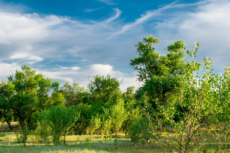 罗斯托夫地区. 五彩缤纷的地方. 有湖泊和沼泽的绿色植被和河流.