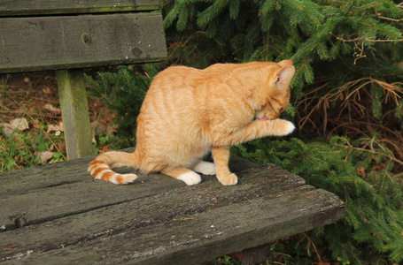 姜小猫坐在长凳上自己打扫卫生
