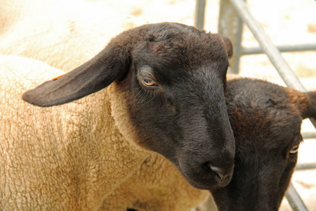2017年10月14日在捷克文德兰举行的农场动物展览上的绵羊画像