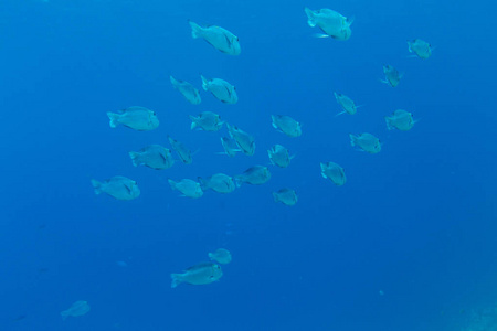 红海里的蓝色海水中的热带鱼，埃及的沙姆沙伊赫