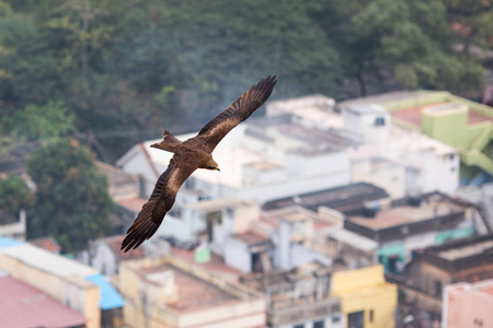 飞越印度马杜赖城屋顶的鹰图片