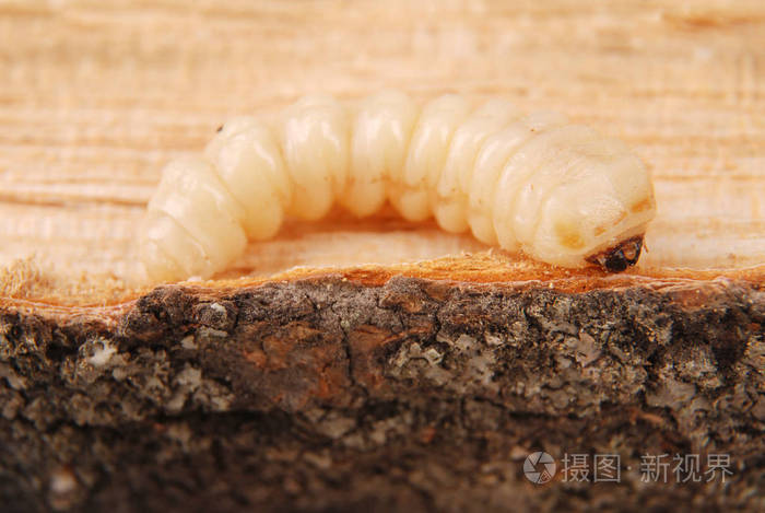 幼虫树皮甲虫鞘虫树皮甲虫在木材背景上无腿的幼虫