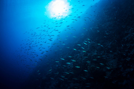 红海蓝色海水中热带鱼类的水下景观沙尔姆谢赫埃及