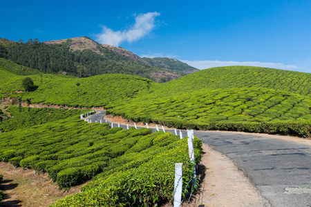 通过印度种植园的道路。 喀拉拉省