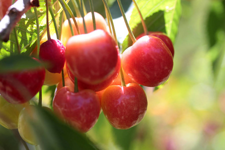 树枝上的甜樱桃浆果
