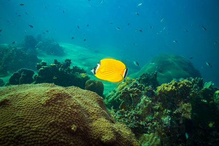 泰国科特岛附近珊瑚礁上美丽的蝴蝶鱼