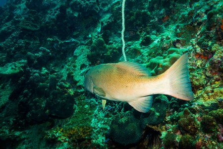 泰国高岛附近马拉巴尔石斑鱼的水下景观