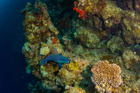 红海珊瑚礁背景下的热带鱼类沙姆埃勒谢克埃及