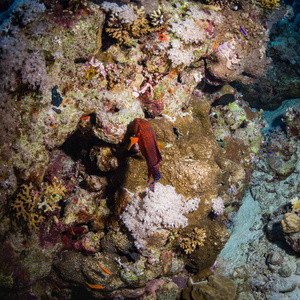 红带石斑鱼在埃及红海礁