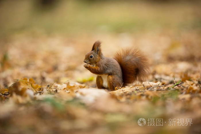 松鼠松鼠在捷克共和国被拍照松鼠是一种中等大小的啮齿动物居住在从