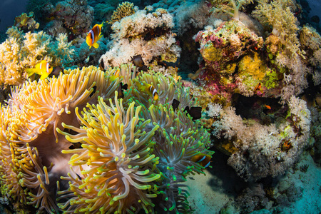 红海珊瑚礁上的亮黄色茴香鱼埃及