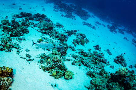 美丽的珊瑚礁红海沙尔姆谢赫埃及