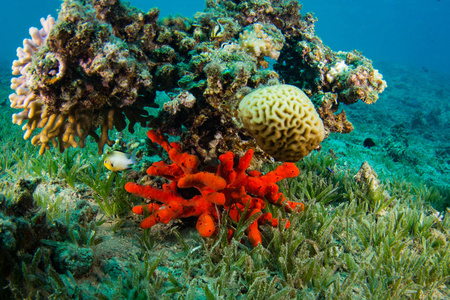 美丽的热带鱼类在红海珊瑚礁的背景下，沙姆沙伊赫埃及