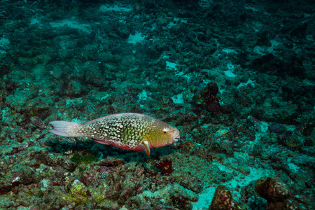 印度尼西亚巴厘海洋动植物水下拍摄