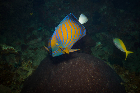 学画美丽蝴蝶鱼图片