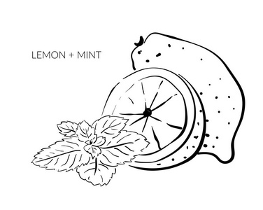 带薄荷的柠檬.健康食品的矢量手绘插图.黑白素描照片