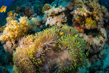 黄色群集海葵图片