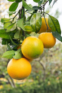 橙色水果树图片