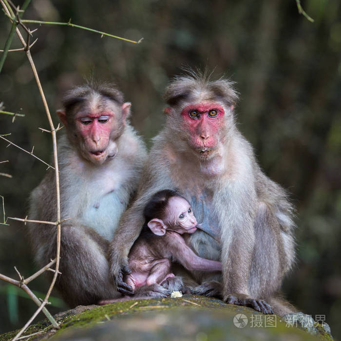 一家猴子坐在丛林里
