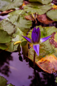 寂寞的莲花，紫色的睡莲在池塘里。美丽的景色明信片，日历，海报蓝色莲花生长在池塘里