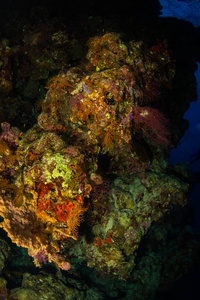 美丽的红海珊瑚礁，沙尔姆谢赫埃及