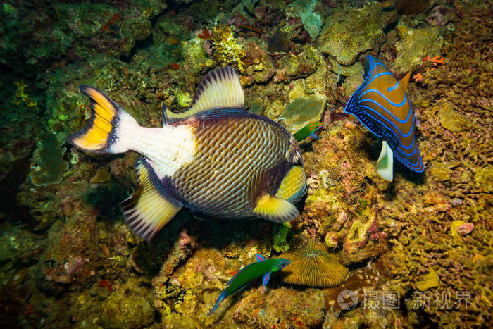 泰国陶岛附近美丽的大三角鱼