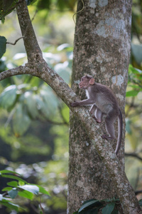 猴子爬上一棵树