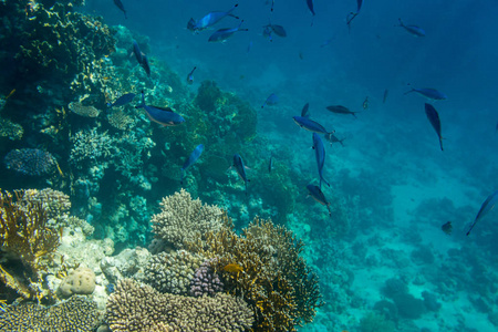 埃及沙姆沙伊赫红海珊瑚礁背景下美丽的热带鱼类